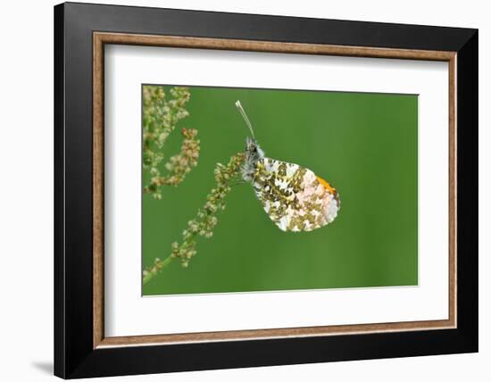Orange Tip Butterfly, Male, Neutral Position-Harald Kroiss-Framed Photographic Print