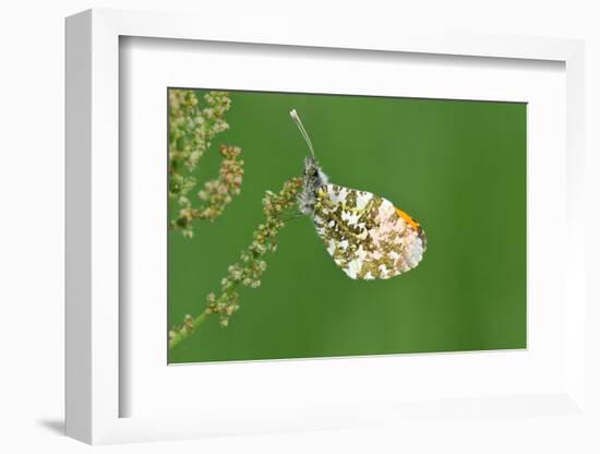 Orange Tip Butterfly, Male, Neutral Position-Harald Kroiss-Framed Photographic Print