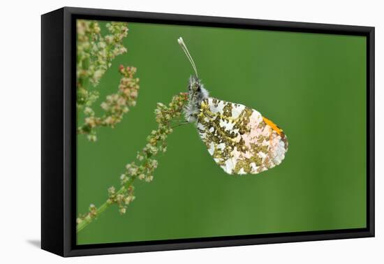 Orange Tip Butterfly, Male, Neutral Position-Harald Kroiss-Framed Premier Image Canvas