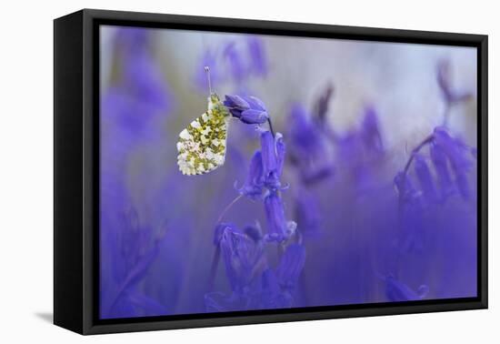 Orange Tip Butterfly male resting on Bluebell, UK-Alex Hyde-Framed Premier Image Canvas