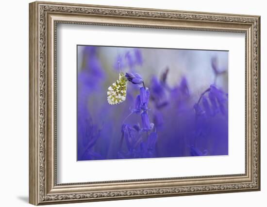 Orange Tip Butterfly male resting on Bluebell, UK-Alex Hyde-Framed Photographic Print