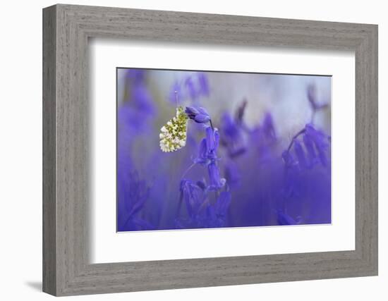 Orange Tip Butterfly male resting on Bluebell, UK-Alex Hyde-Framed Photographic Print