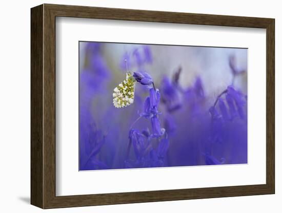 Orange Tip Butterfly male resting on Bluebell, UK-Alex Hyde-Framed Photographic Print