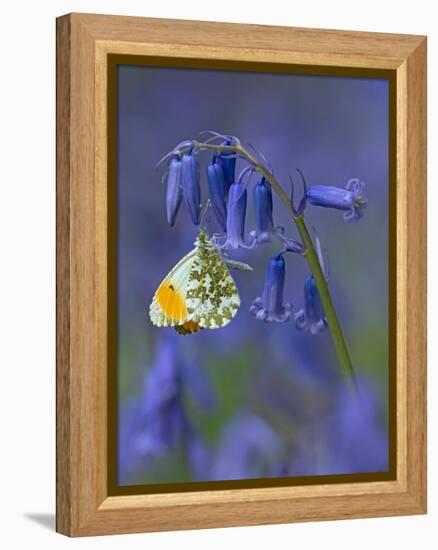 Orange tip butterfly on bluebell flower in English woodland-Andy Sands-Framed Premier Image Canvas