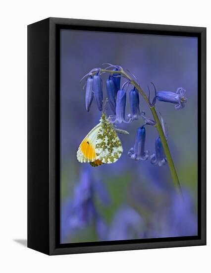 Orange tip butterfly on bluebell flower in English woodland-Andy Sands-Framed Premier Image Canvas