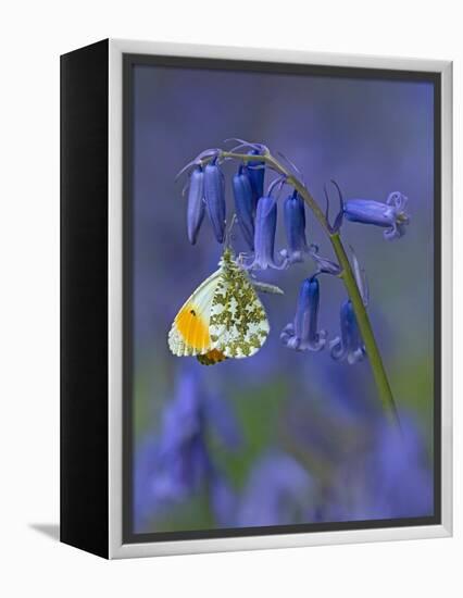 Orange tip butterfly on bluebell flower in English woodland-Andy Sands-Framed Premier Image Canvas