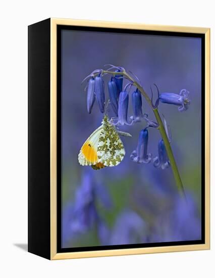 Orange tip butterfly on bluebell flower in English woodland-Andy Sands-Framed Premier Image Canvas