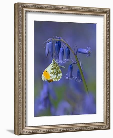 Orange tip butterfly on bluebell flower in English woodland-Andy Sands-Framed Photographic Print