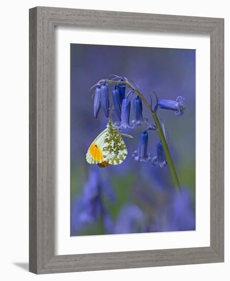 Orange tip butterfly on bluebell flower in English woodland-Andy Sands-Framed Photographic Print