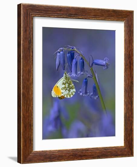 Orange tip butterfly on bluebell flower in English woodland-Andy Sands-Framed Photographic Print