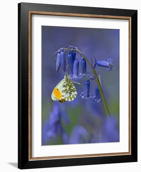 Orange tip butterfly on bluebell flower in English woodland-Andy Sands-Framed Photographic Print