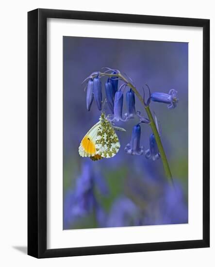 Orange tip butterfly on bluebell flower in English woodland-Andy Sands-Framed Photographic Print