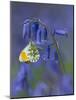 Orange tip butterfly on bluebell flower in English woodland-Andy Sands-Mounted Photographic Print