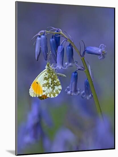 Orange tip butterfly on bluebell flower in English woodland-Andy Sands-Mounted Photographic Print