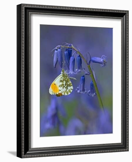 Orange tip butterfly on bluebell flower in English woodland-Andy Sands-Framed Photographic Print