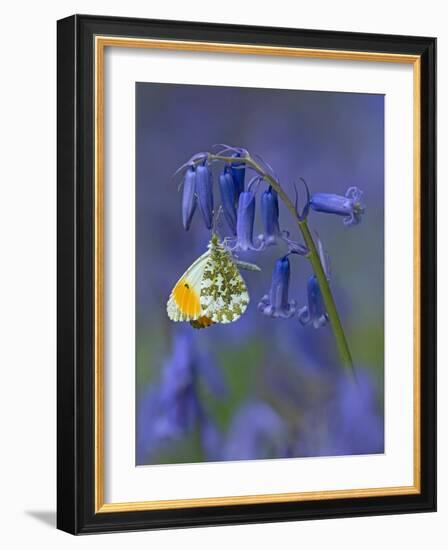 Orange tip butterfly on bluebell flower in English woodland-Andy Sands-Framed Photographic Print