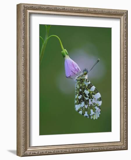 Orange tip butterfly roosting at dawn on Cuckooflower, UK-Andy Sands-Framed Photographic Print