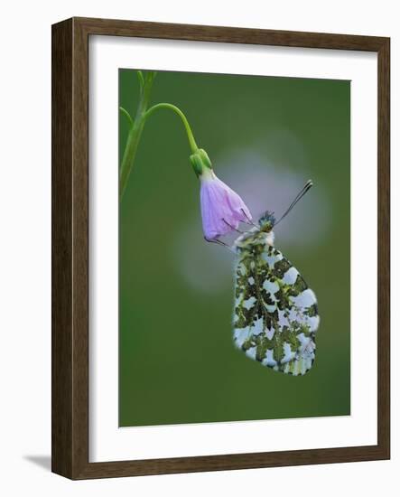 Orange tip butterfly roosting at dawn on Cuckooflower, UK-Andy Sands-Framed Photographic Print