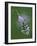 Orange tip butterfly roosting at dawn on Cuckooflower, UK-Andy Sands-Framed Photographic Print
