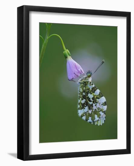 Orange tip butterfly roosting at dawn on Cuckooflower, UK-Andy Sands-Framed Photographic Print