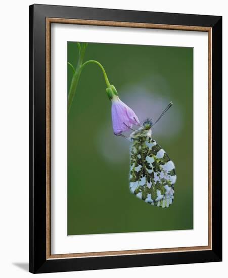 Orange tip butterfly roosting at dawn on Cuckooflower, UK-Andy Sands-Framed Photographic Print