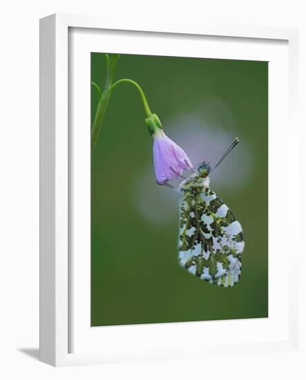 Orange tip butterfly roosting at dawn on Cuckooflower, UK-Andy Sands-Framed Photographic Print