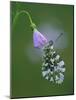 Orange tip butterfly roosting at dawn on Cuckooflower, UK-Andy Sands-Mounted Photographic Print
