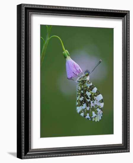 Orange tip butterfly roosting at dawn on Cuckooflower, UK-Andy Sands-Framed Photographic Print