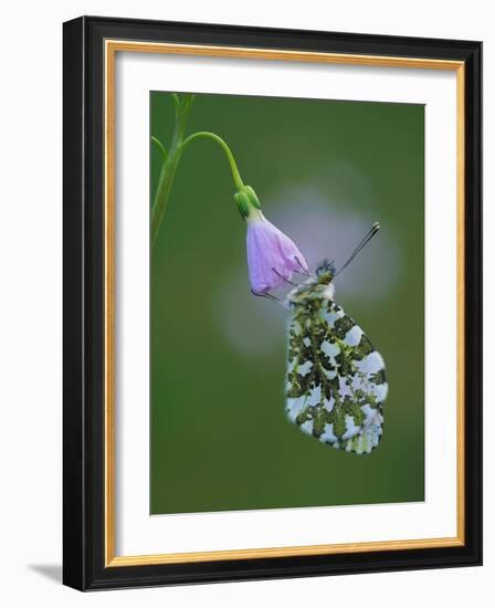 Orange tip butterfly roosting at dawn on Cuckooflower, UK-Andy Sands-Framed Photographic Print