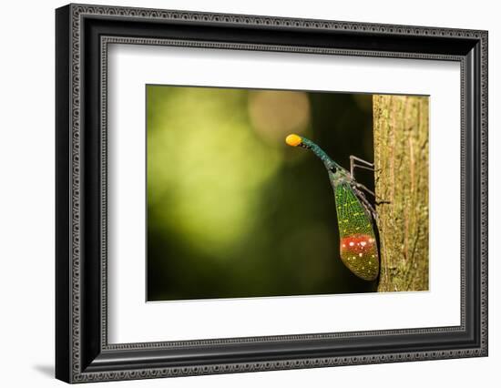 Orange-Tip Lantern Fly (Pyrops Intricata), Indonesia, Southeast Asia-John Alexander-Framed Photographic Print