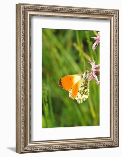 Orange Tip, Male, Cuckoo Flower, Ingestion-Harald Kroiss-Framed Photographic Print