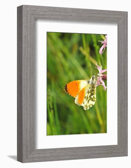 Orange Tip, Male, Cuckoo Flower, Ingestion-Harald Kroiss-Framed Photographic Print