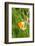 Orange Tip, Male, Cuckoo Flower, Ingestion-Harald Kroiss-Framed Photographic Print