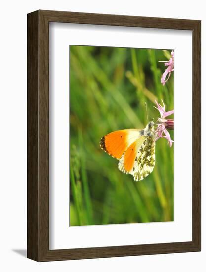 Orange Tip, Male, Cuckoo Flower, Ingestion-Harald Kroiss-Framed Photographic Print