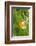 Orange Tip, Male, Cuckoo Flower, Ingestion-Harald Kroiss-Framed Photographic Print