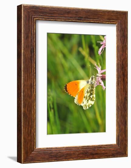 Orange Tip, Male, Cuckoo Flower, Ingestion-Harald Kroiss-Framed Photographic Print