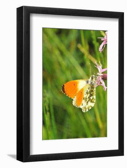 Orange Tip, Male, Cuckoo Flower, Ingestion-Harald Kroiss-Framed Photographic Print