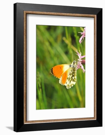 Orange Tip, Male, Cuckoo Flower, Ingestion-Harald Kroiss-Framed Photographic Print