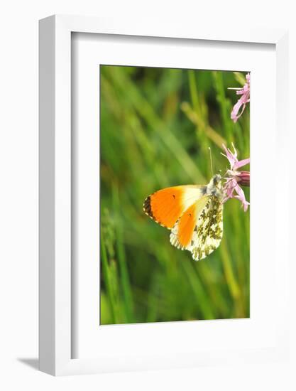 Orange Tip, Male, Cuckoo Flower, Ingestion-Harald Kroiss-Framed Photographic Print