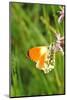 Orange Tip, Male, Cuckoo Flower, Ingestion-Harald Kroiss-Mounted Photographic Print