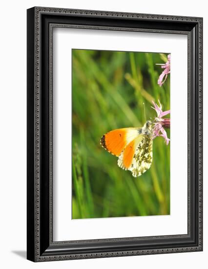 Orange Tip, Male, Cuckoo Flower, Ingestion-Harald Kroiss-Framed Photographic Print