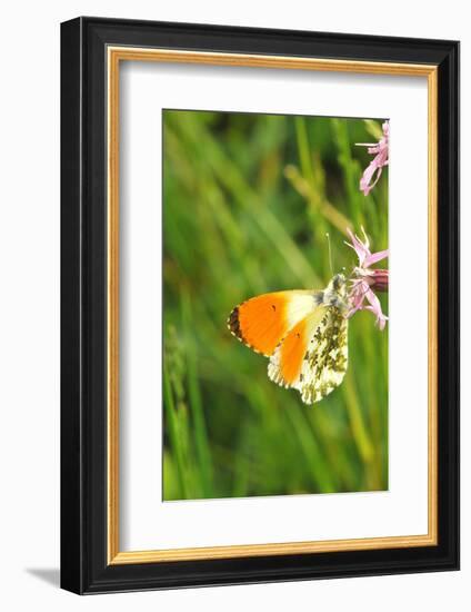 Orange Tip, Male, Cuckoo Flower, Ingestion-Harald Kroiss-Framed Photographic Print