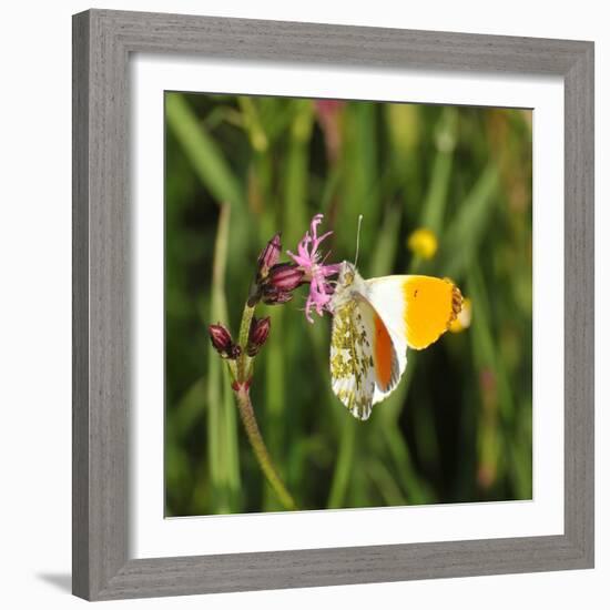 Orange Tip, Male, Cuckoo Flower, Ingestion-Harald Kroiss-Framed Photographic Print