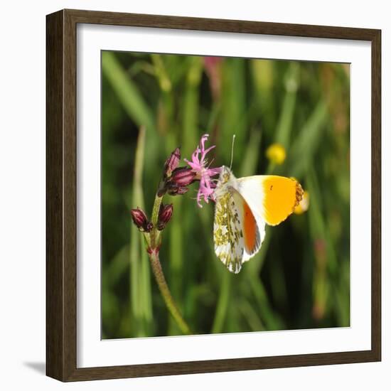 Orange Tip, Male, Cuckoo Flower, Ingestion-Harald Kroiss-Framed Photographic Print