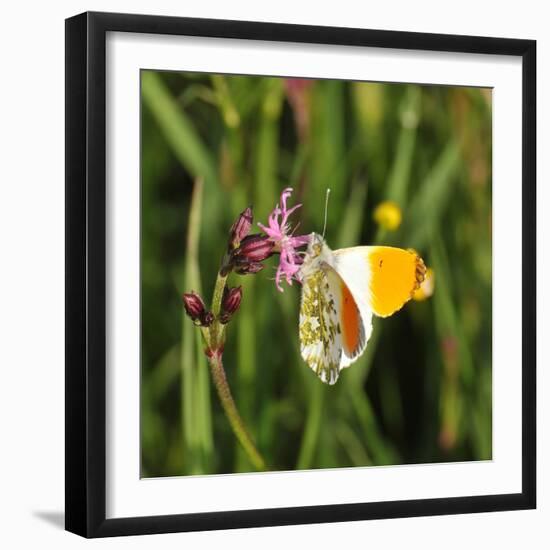 Orange Tip, Male, Cuckoo Flower, Ingestion-Harald Kroiss-Framed Photographic Print