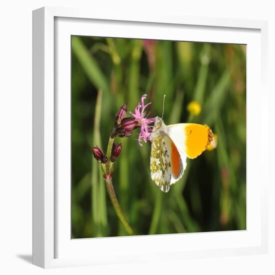 Orange Tip, Male, Cuckoo Flower, Ingestion-Harald Kroiss-Framed Photographic Print