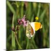 Orange Tip, Male, Cuckoo Flower, Ingestion-Harald Kroiss-Mounted Photographic Print