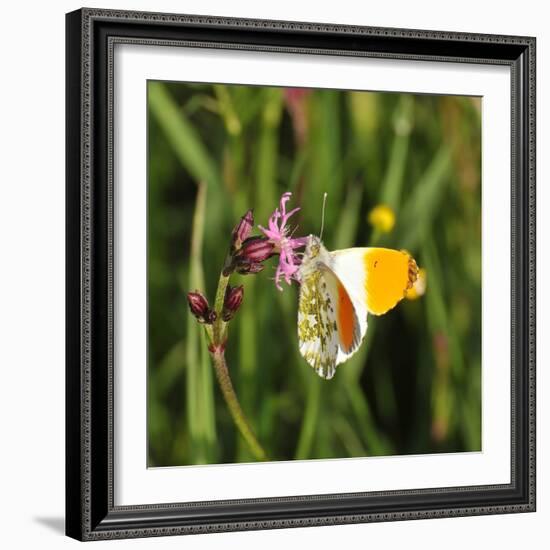 Orange Tip, Male, Cuckoo Flower, Ingestion-Harald Kroiss-Framed Photographic Print