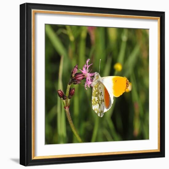 Orange Tip, Male, Cuckoo Flower, Ingestion-Harald Kroiss-Framed Photographic Print