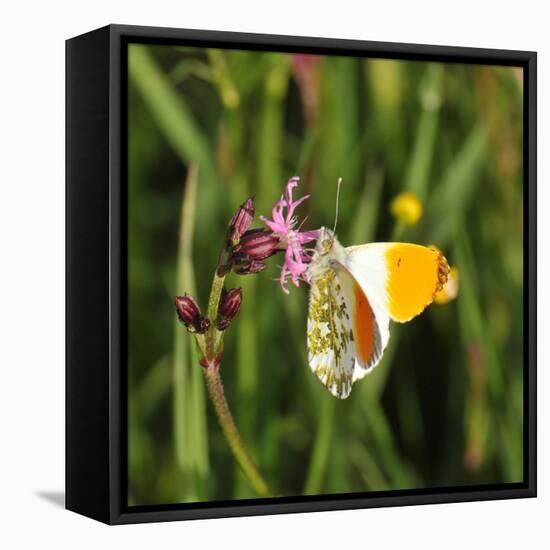 Orange Tip, Male, Cuckoo Flower, Ingestion-Harald Kroiss-Framed Premier Image Canvas